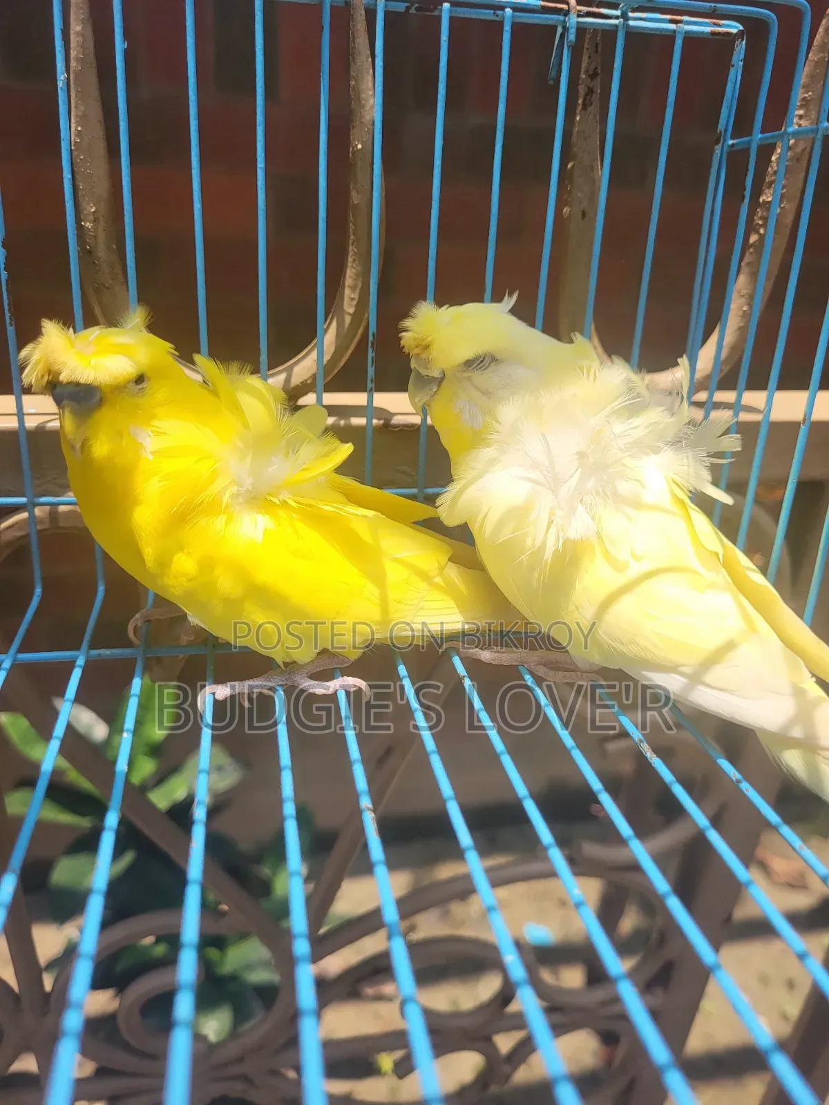 Yellow Df Running Pair