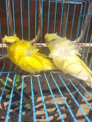 Yellow Df Running Pair