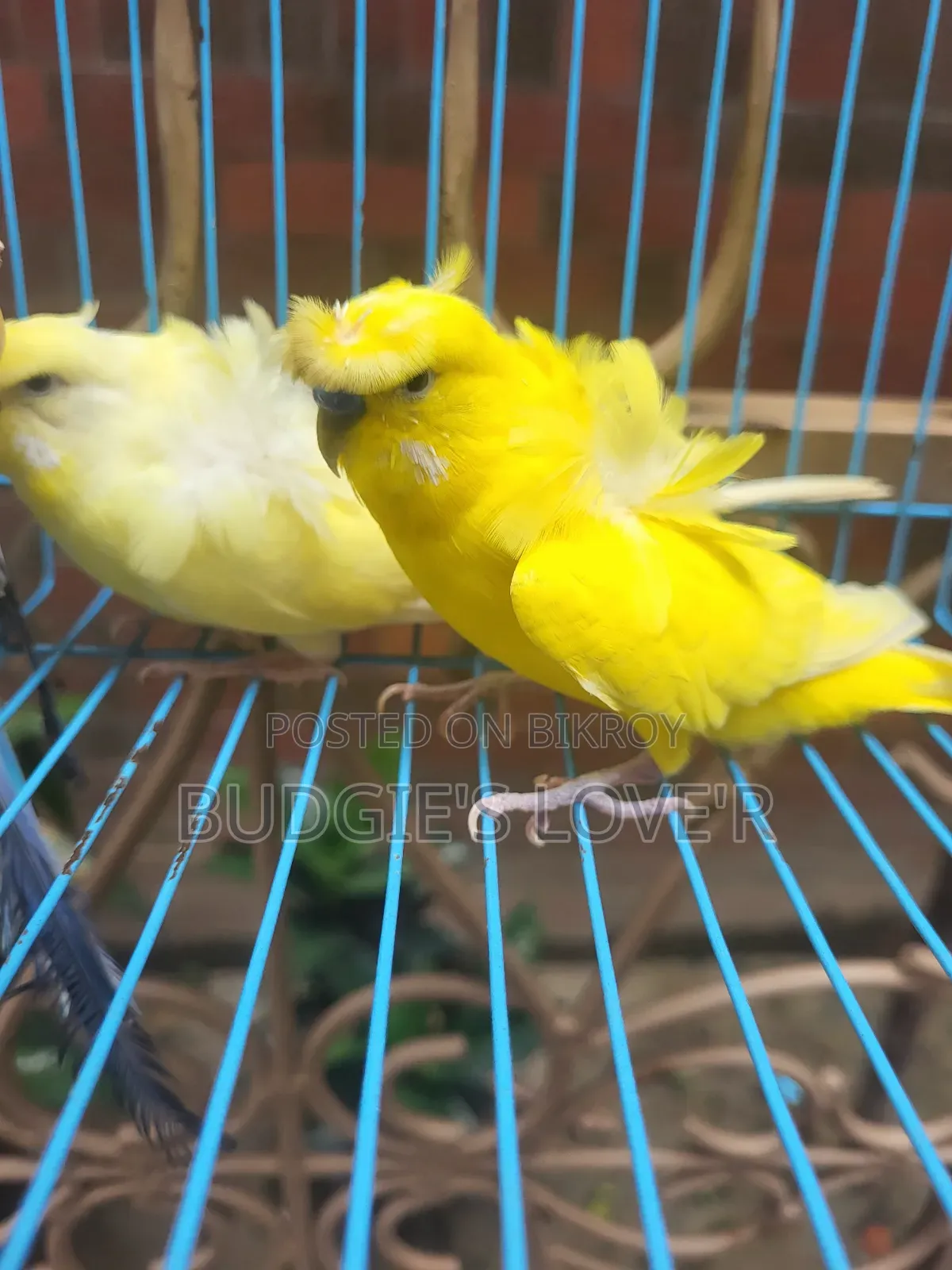 Yellow Df Running Pair