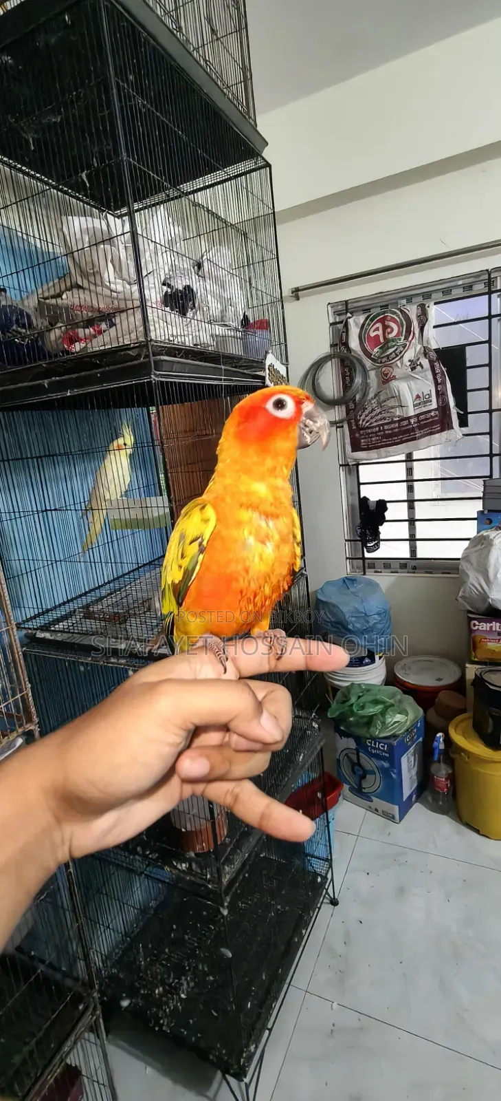 Super Tame Red Dominate Sun Conure
