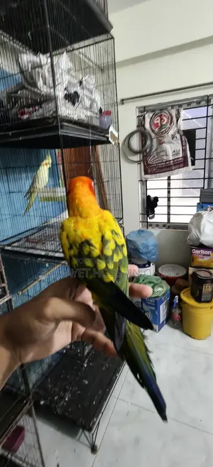 Super Tame Red Dominate Sun Conure