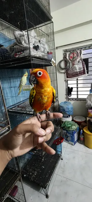 Super Tame Red Dominate Sun Conure