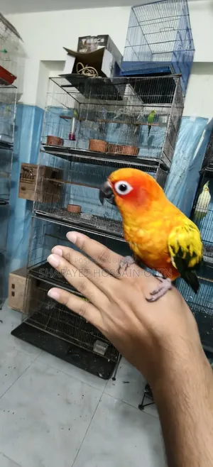 Super Tame Red Dominate Sun Conure