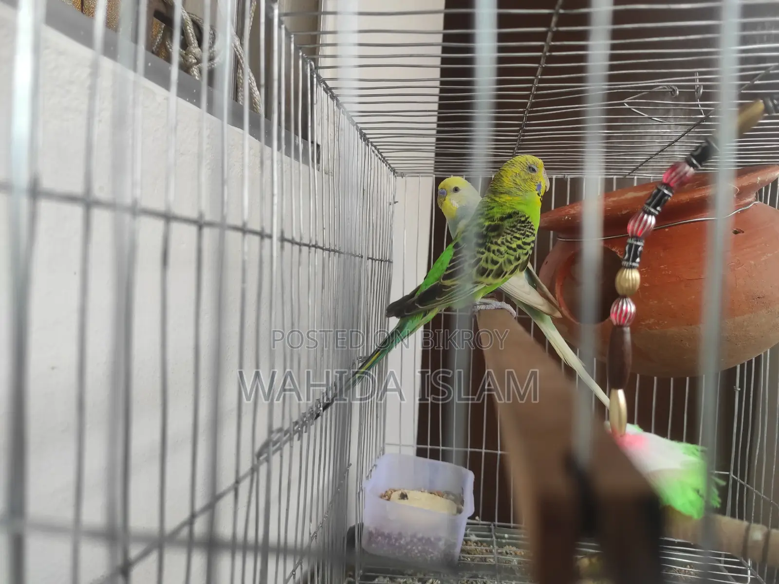 Healthy Budgies for Sale With Cage