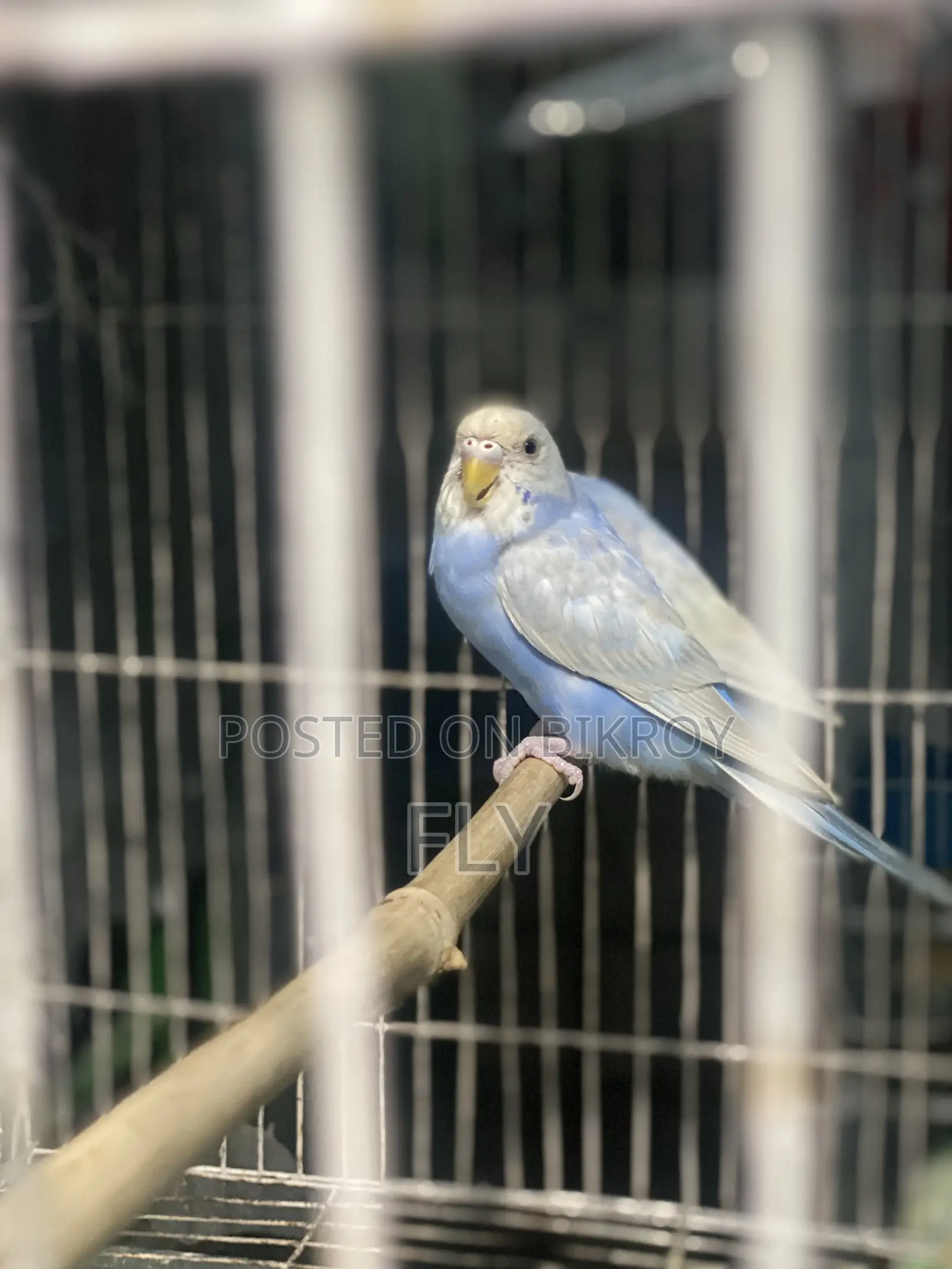 Rainbow Bajrika Female