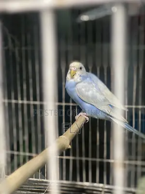 Rainbow Bajrika Female