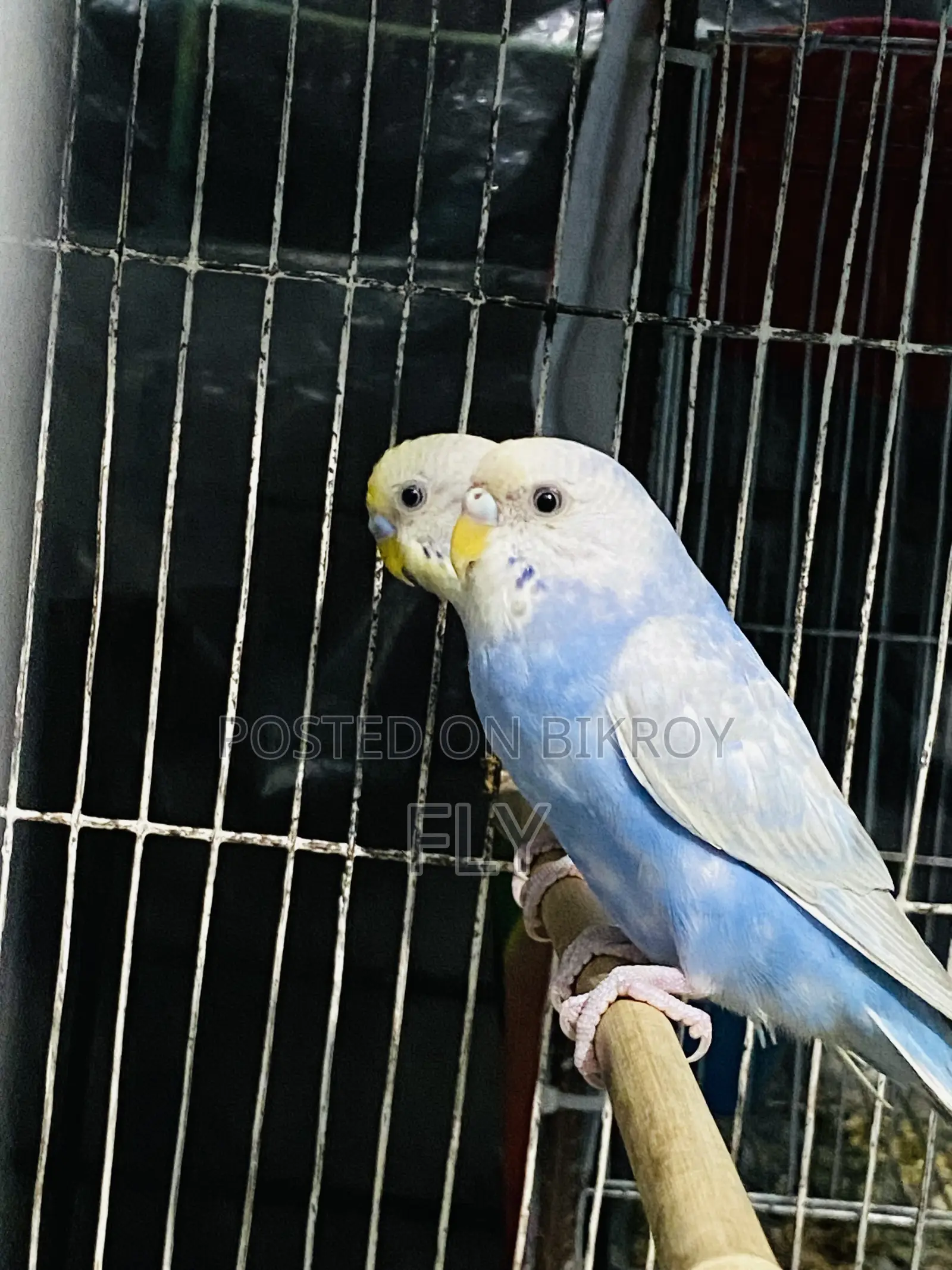 Rainbow Bajrika Female