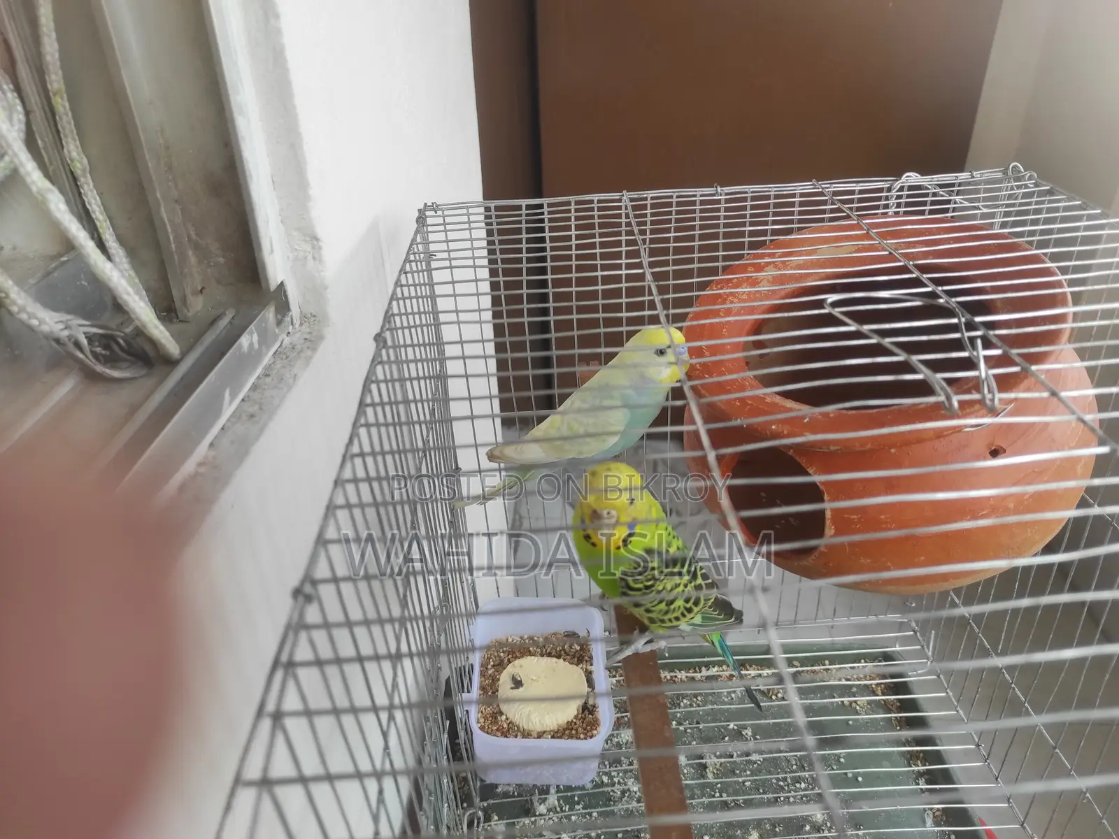 Healthy Pair of Budgies for Sale