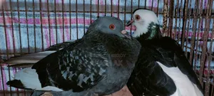 Raj Golla Pigeon