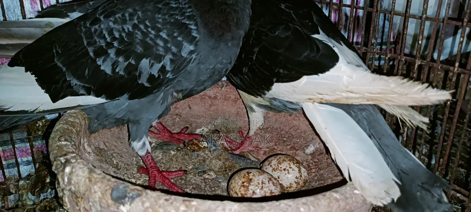 Raj Golla Pigeon