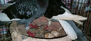 Raj Golla Pigeon