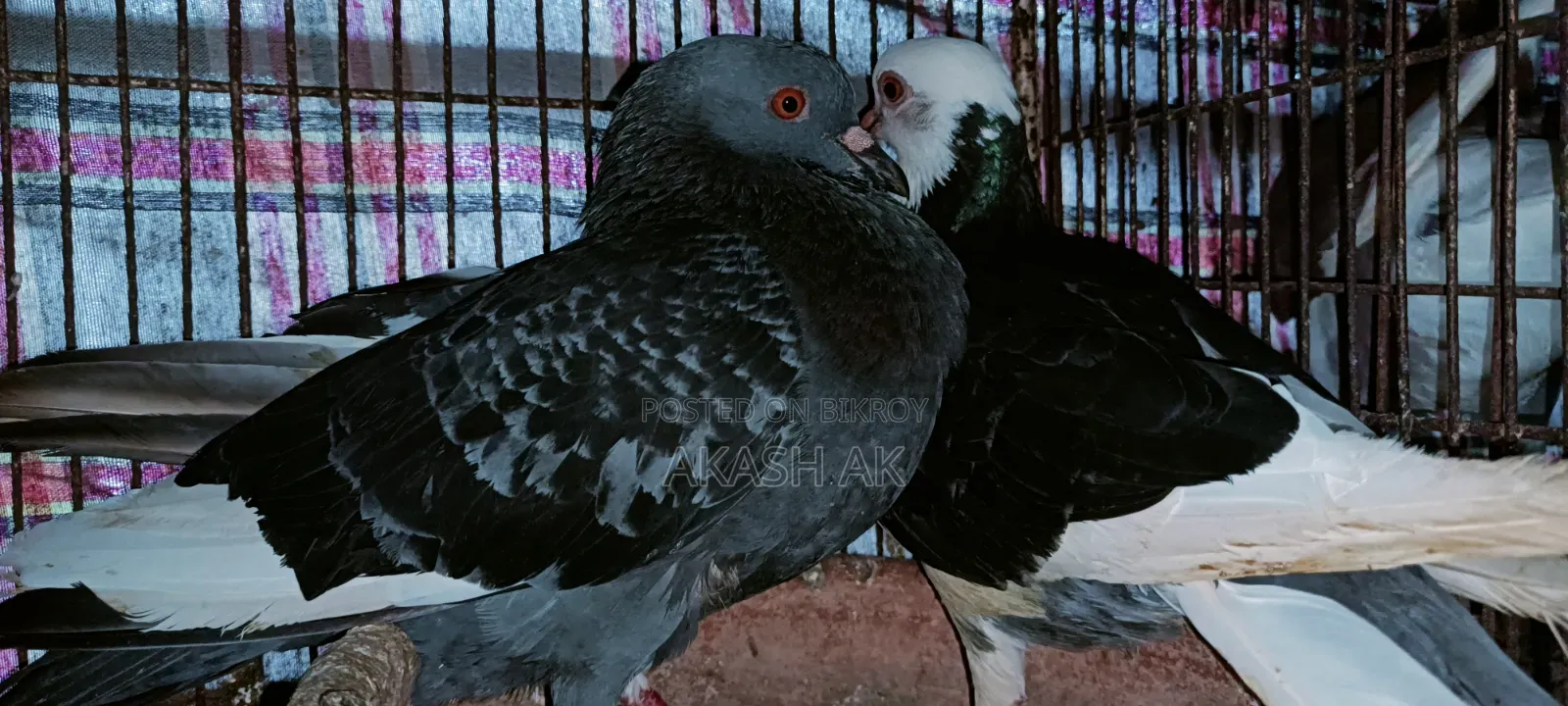 Raj Golla Pigeon