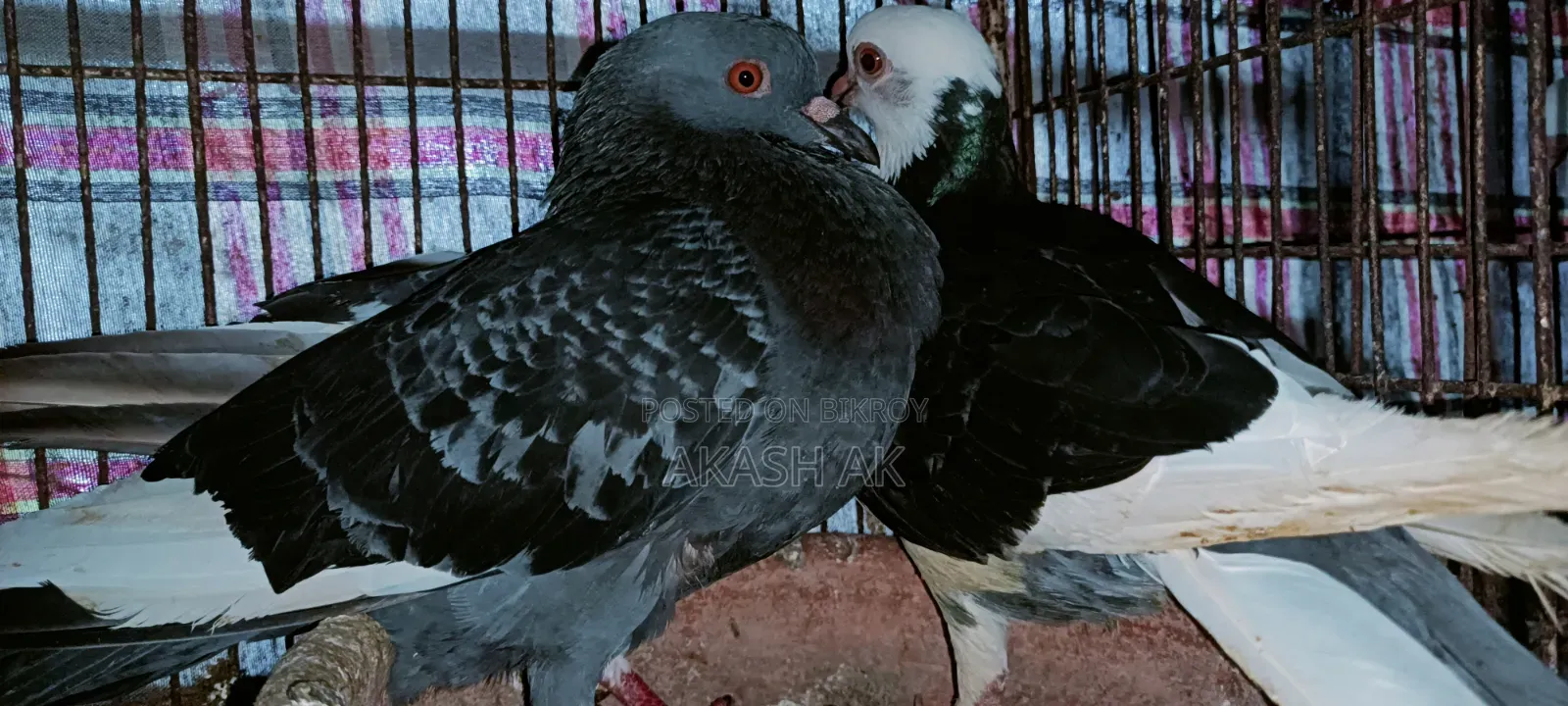 Raj Golla Pigeon
