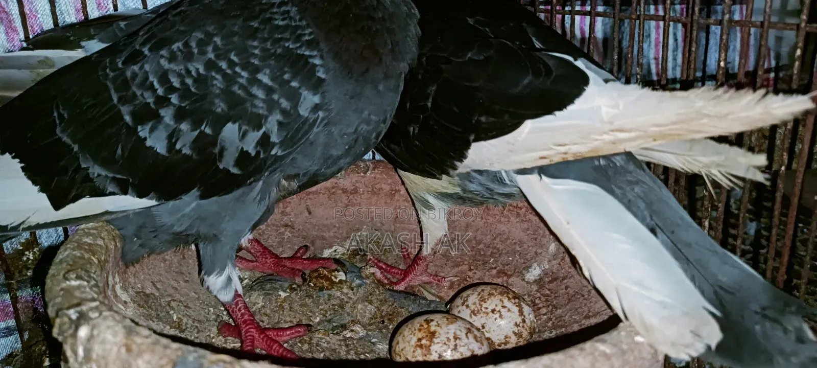 Raj Golla Pigeon
