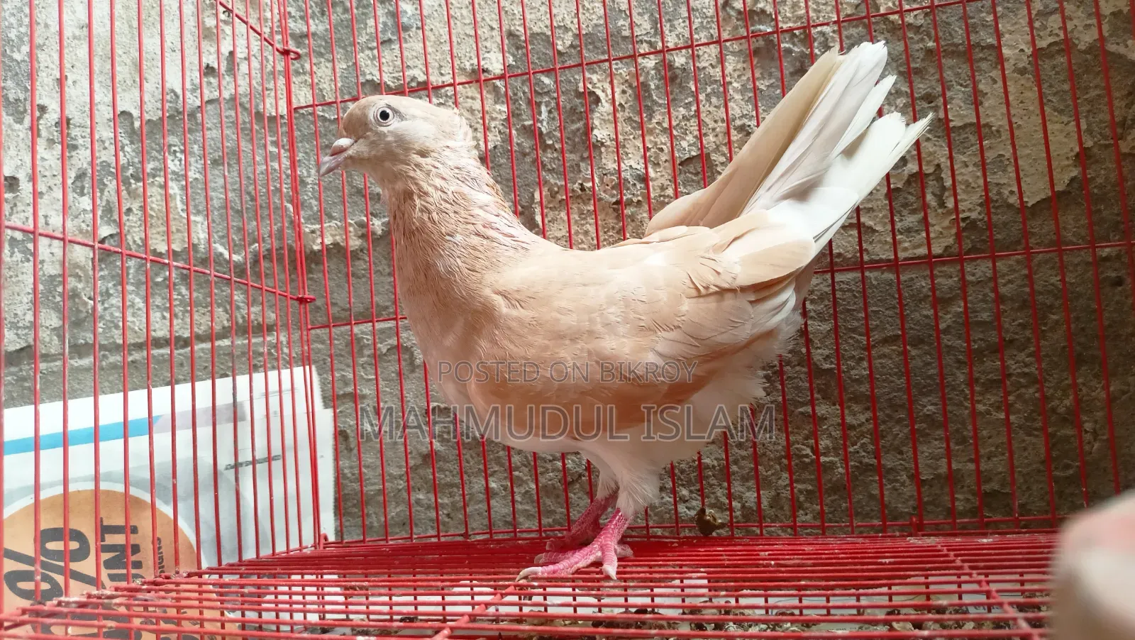 Giya Musal Dam Female for Sale