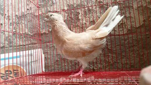 Giya Musal Dam Female for Sale