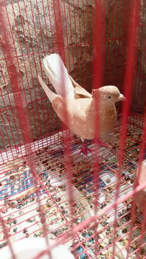 Giya Musal Dam Female for Sale