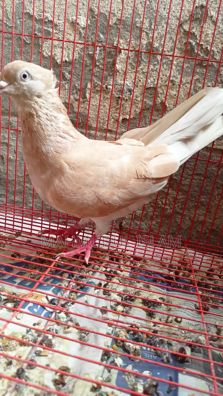 Giya Musal Dam Female for Sale