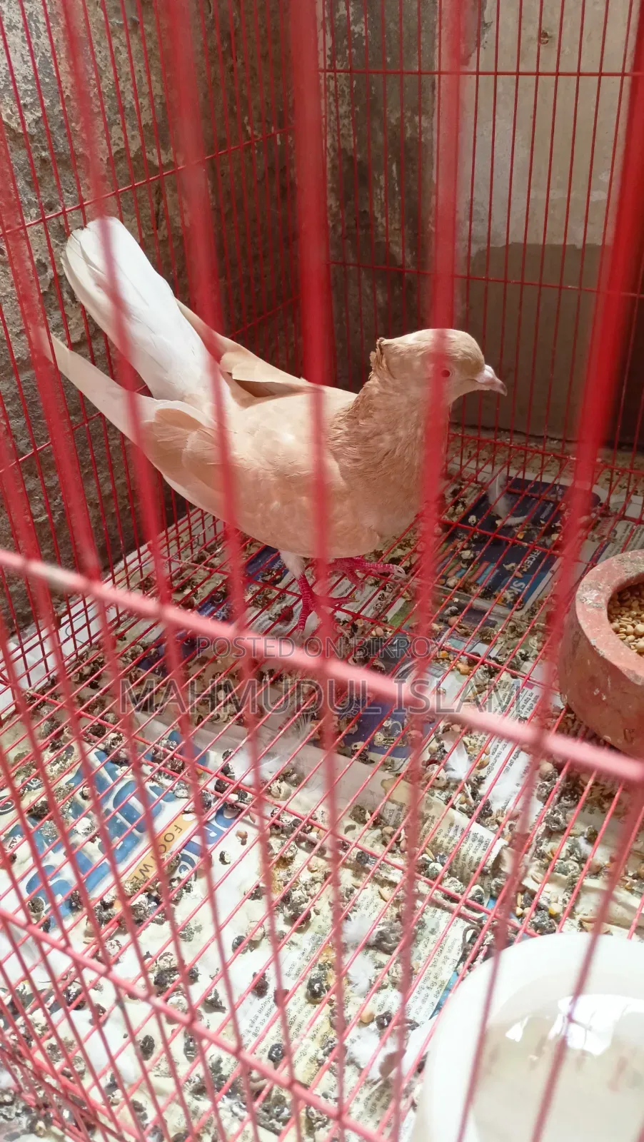Giya Musal Dam Female for Sale