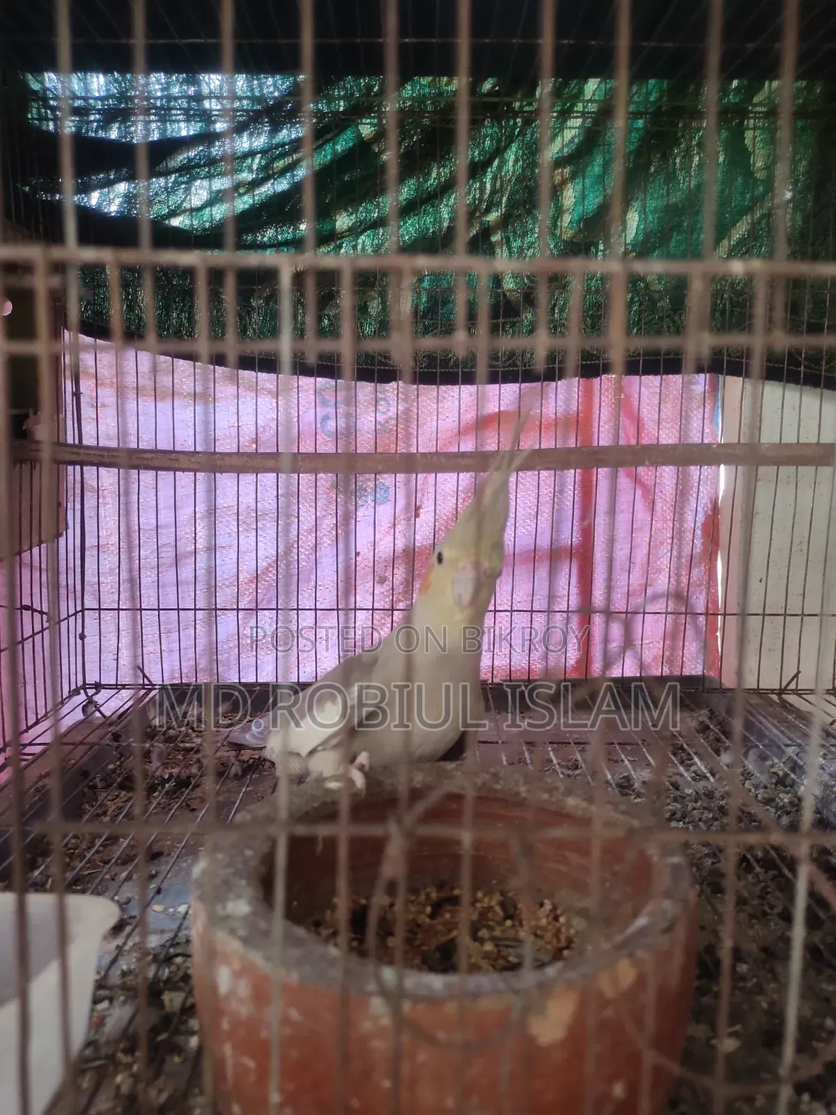 Cockatiel Adult Female