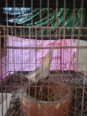 Cockatiel Adult Female