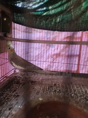 Cockatiel Adult Female