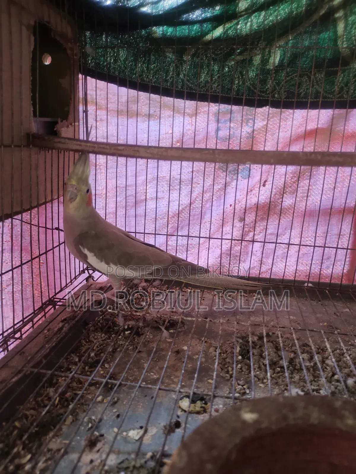 Cockatiel Adult Female