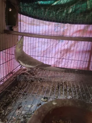 Cockatiel Adult Female