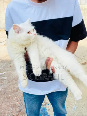 3-6 Months Female Purebred Persian