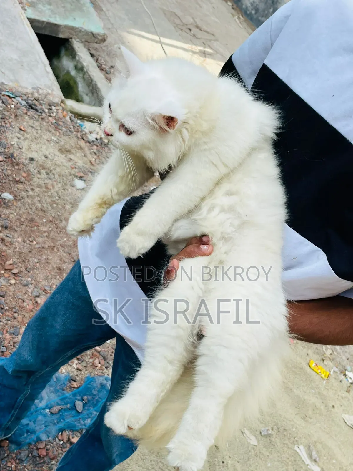 3-6 Months Female Purebred Persian