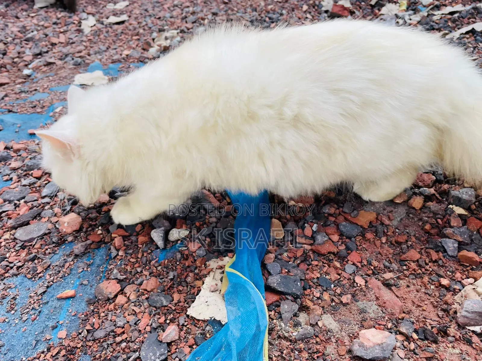 3-6 Months Female Purebred Persian