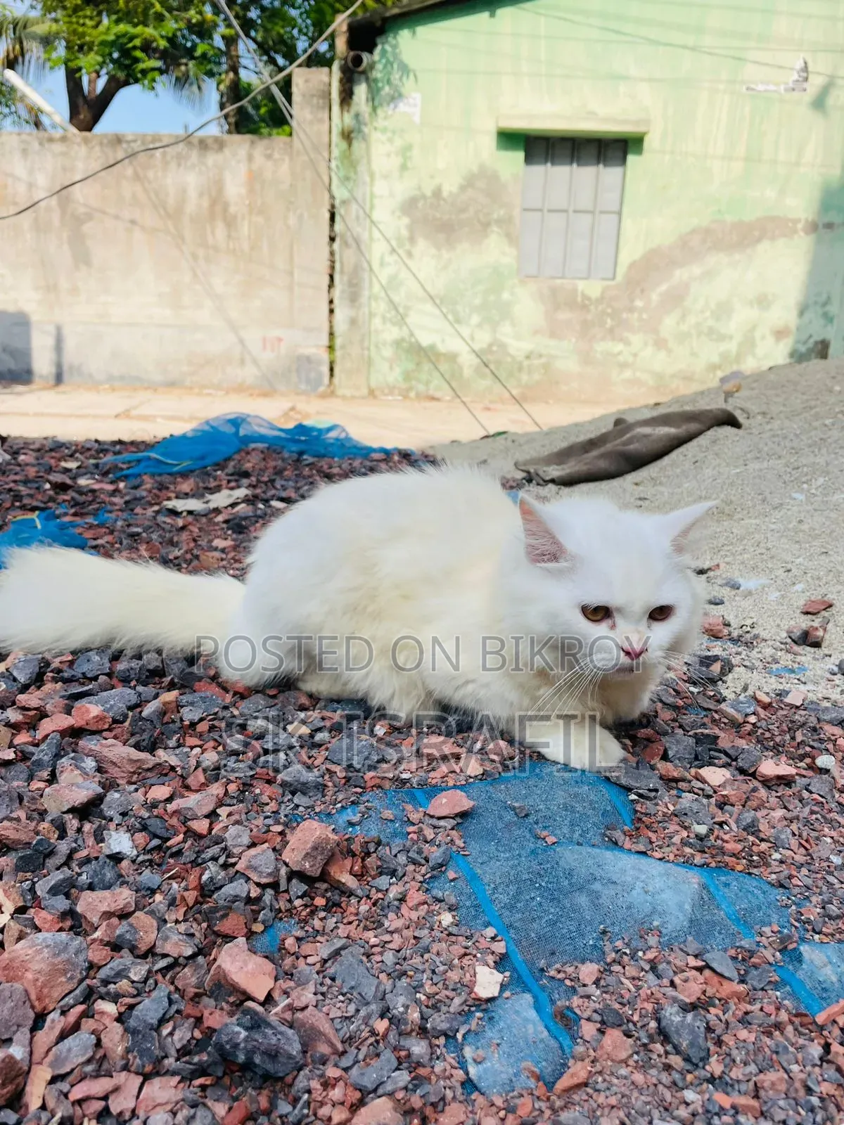 3-6 Months Female Purebred Persian