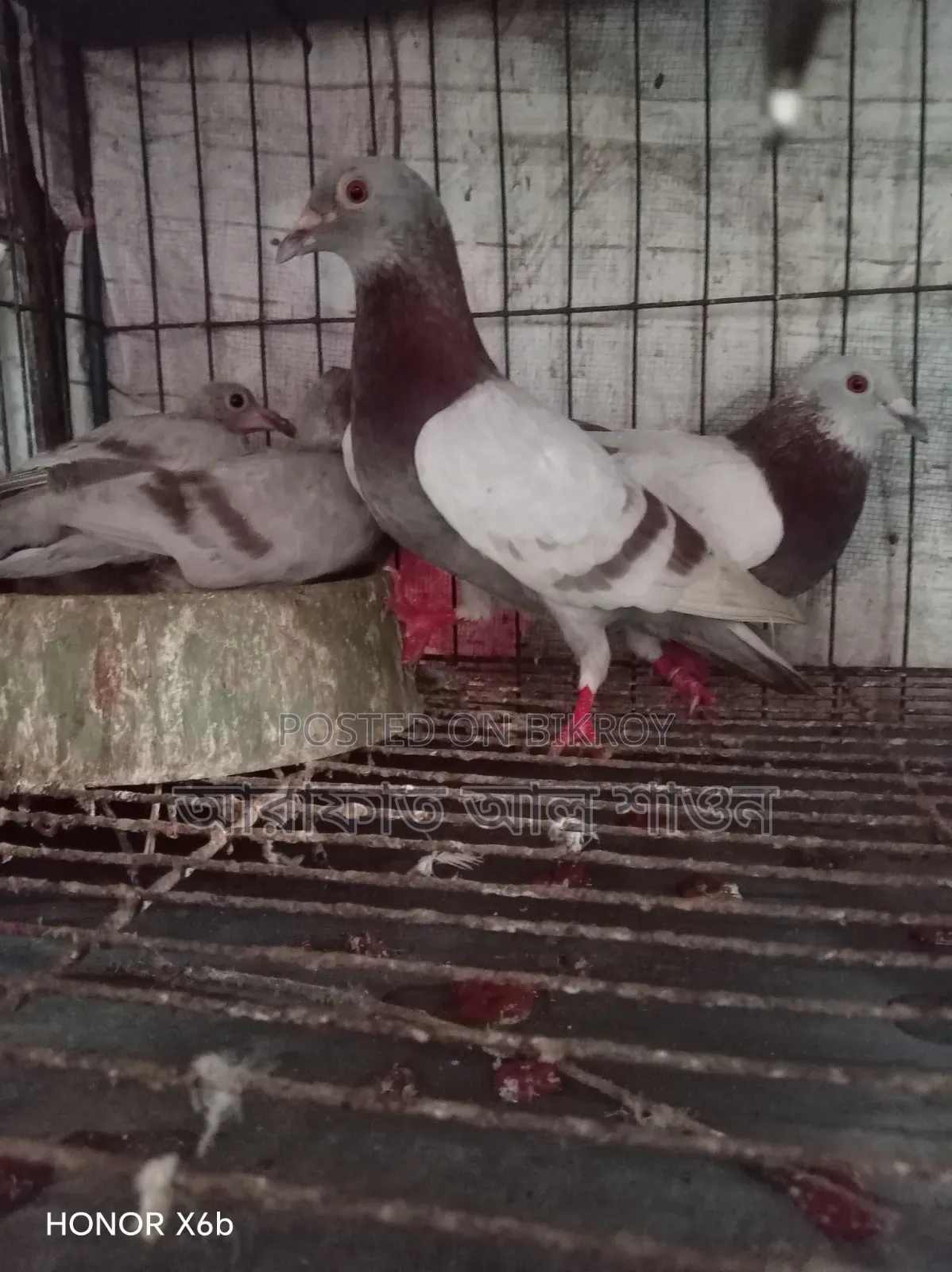 কবুতর বিক্রি হবে