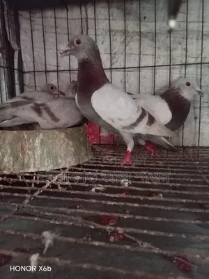 Pigeons for Sale