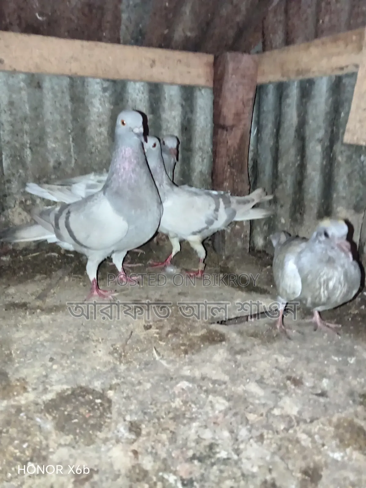 কবুতর বিক্রি হবে