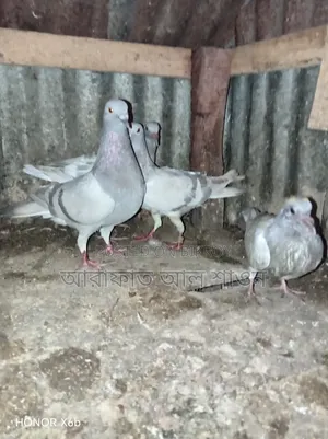 কবুতর বিক্রি হবে