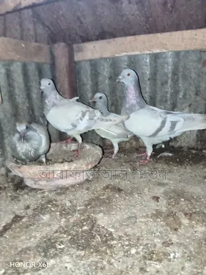কবুতর বিক্রি হবে