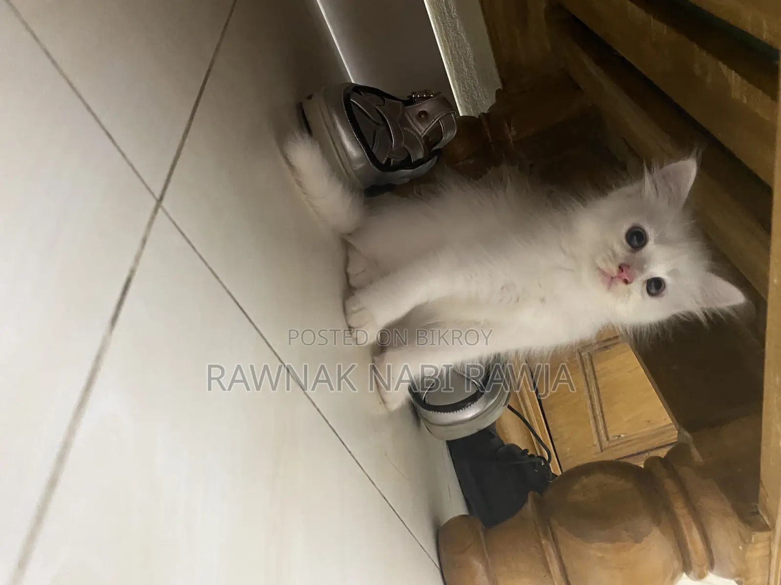 0-1 Month Male Purebred Persian