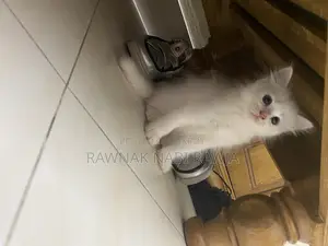 0-1 Month Male Purebred Persian