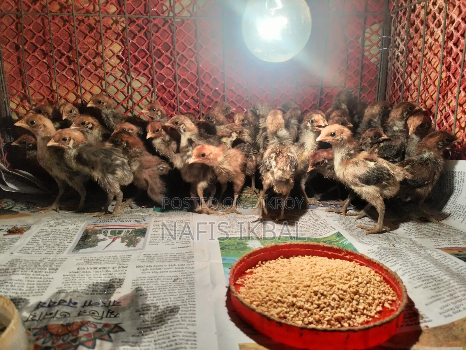 Fayoumi Chicken Chicks