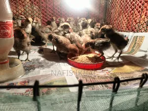 Fayoumi Chicken Chicks