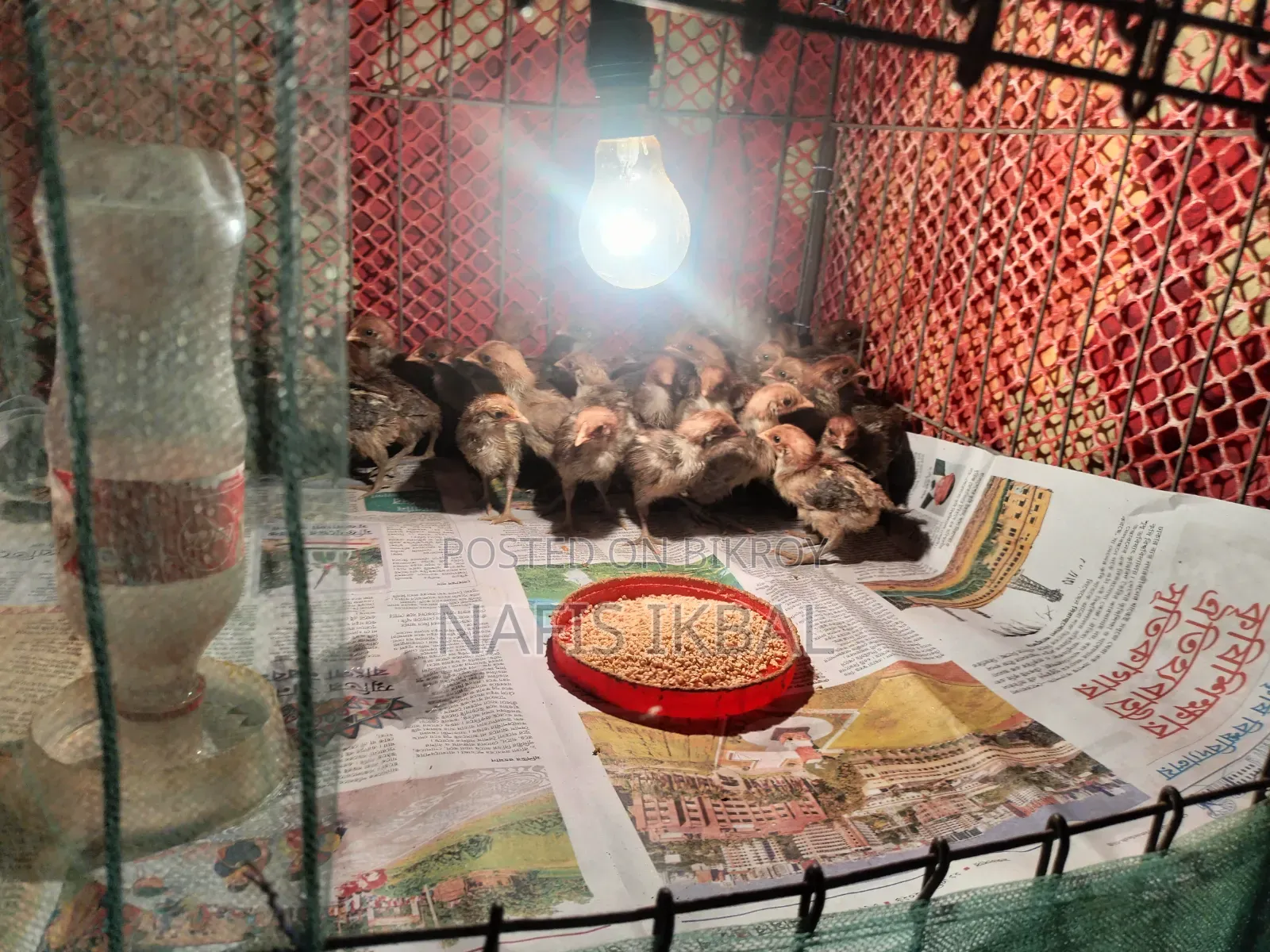 Fayoumi Chicken Chicks