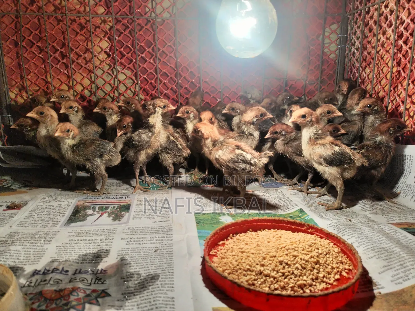 Fayoumi Chicken Chicks