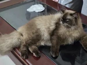 6-12 Months Male Purebred Persian