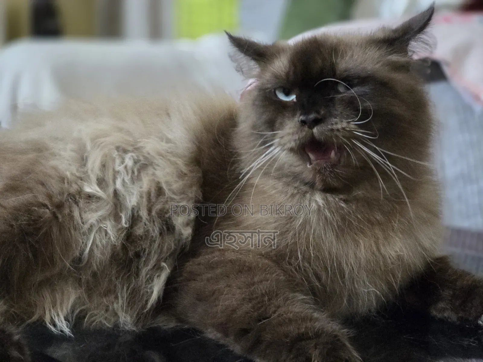 6-12 Months Male Purebred Persian