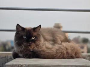 6-12 Months Male Purebred Persian