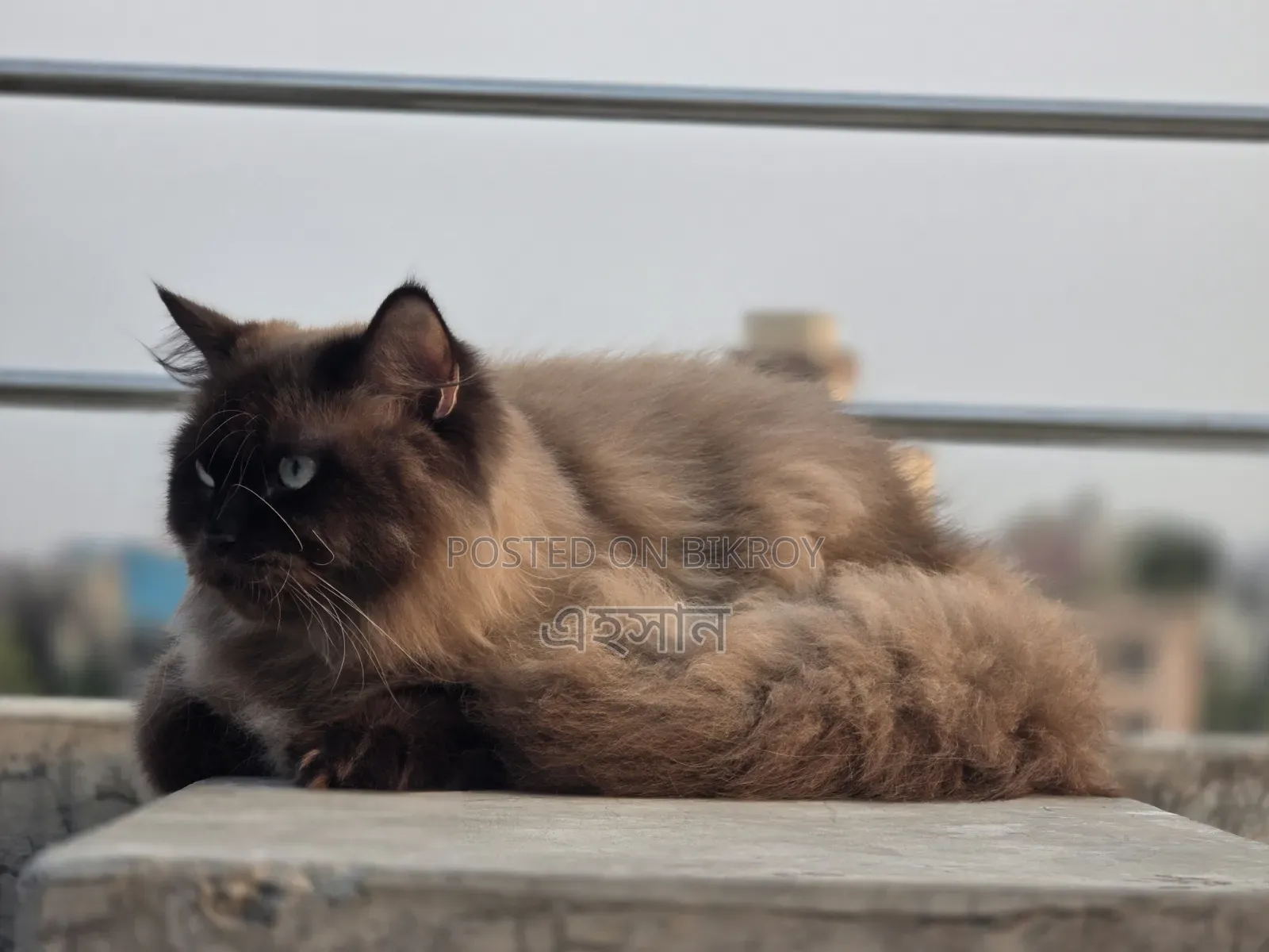 6-12 Months Male Purebred Persian