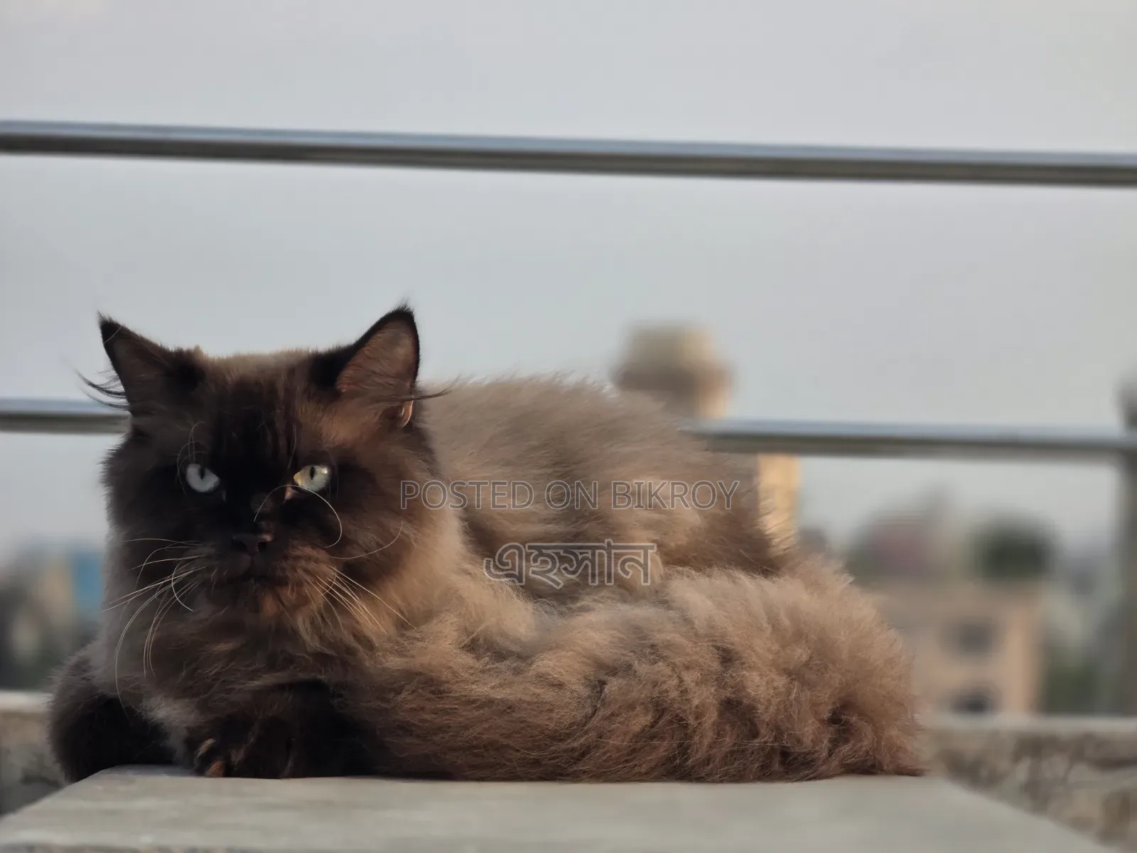 6-12 Months Male Purebred Persian