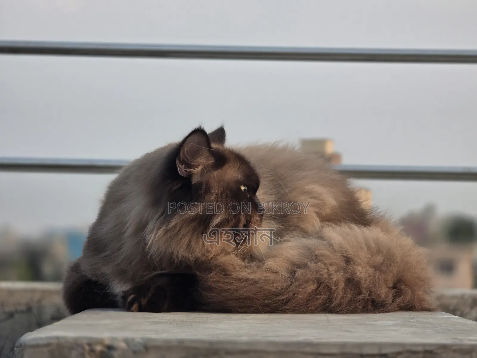 6-12 Months Male Purebred Persian