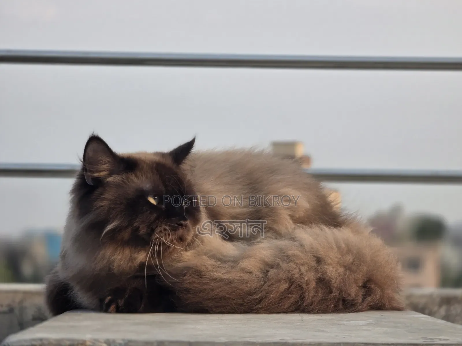 6-12 Months Male Purebred Persian